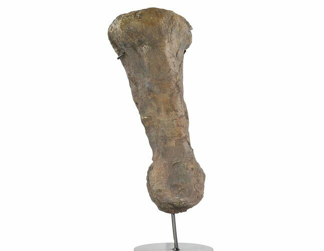 Hadrosaur (Hypacrosaurus) Metatarsal With Stand - Montana #78787